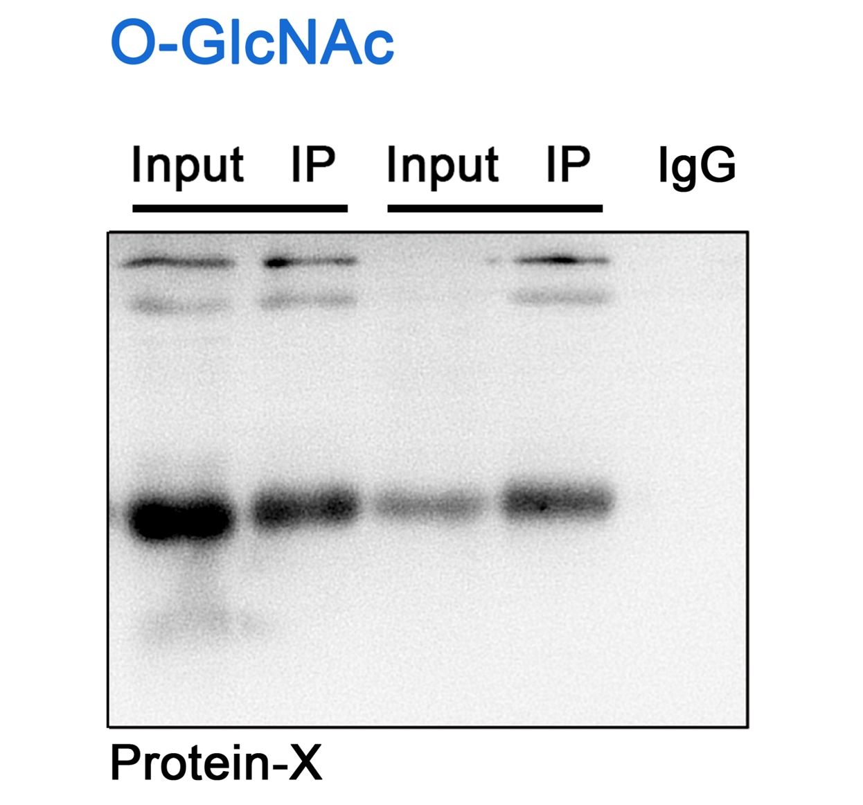 蛋白質(zhì)糖基化（O-GlcNAc）