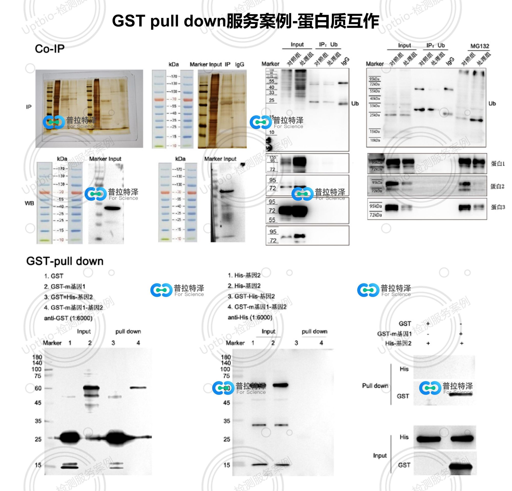 GST pull down服務(wù)案例 