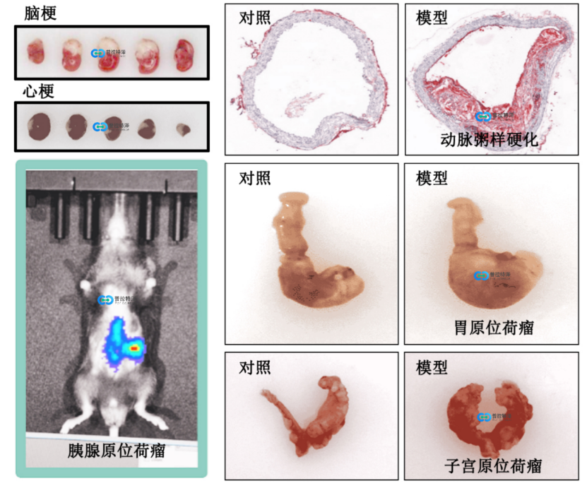 動(dòng)物模型