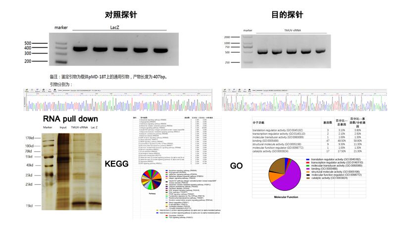 RNA-pull down