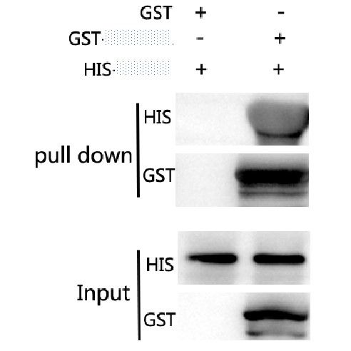GST-Pull-Down