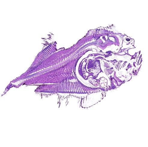 魚HE染色