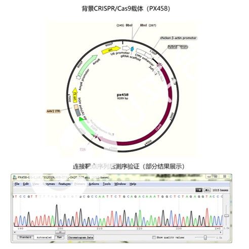 載體構建