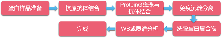 CO-IP實驗流程圖.png